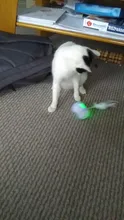 Cat-Toy Smart-Electric-Balance Automatic Pet-Cat Playing Funny Car Usb-Charging