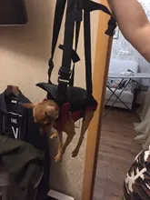 HOOPET Pet Dog Cat Carrier Bag Backpack Carring Bag Products for Dogs Anilmal Transport