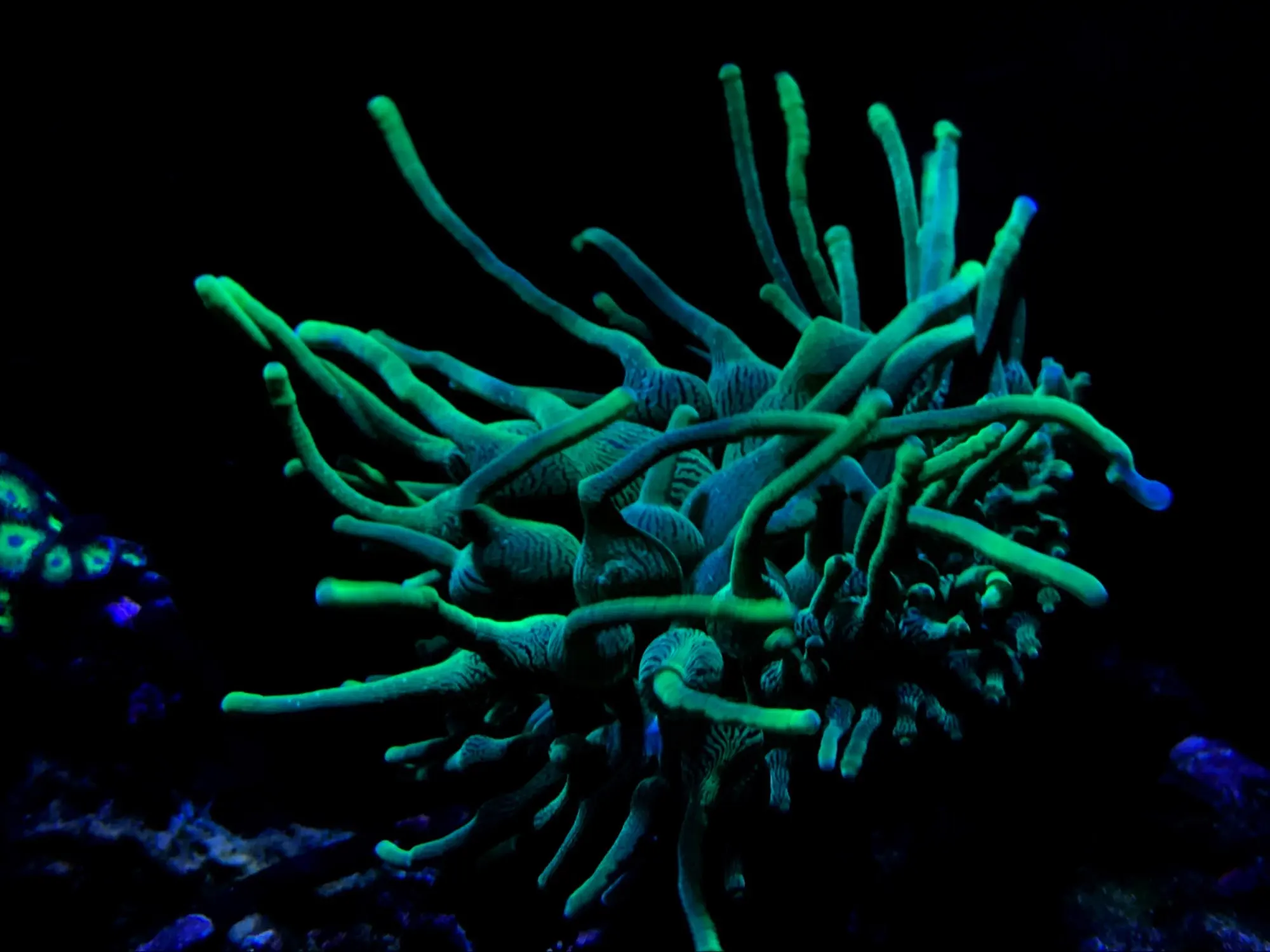 вещи поднятые со дна океана. затонувший титаник. дно черного моря сероводород. голотурии марианской впадины. предметы со дна титаника.