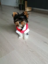 Halloween-Costume Christmas-Dog Hoodies Dogs-Coat Small Chihuahua Winter for Cat