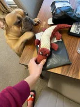 Toys Dog-Toy Squeaker-Toys Pet-Supplies Pet Chew Stuffed Squirrel Animal Bite-Resistant