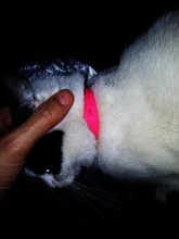 Superpet-Collar ajustable para mascota, Collar de goma repelente de pulgas y Control de plagas, regalo para mascotas