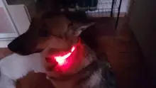 Pet-Supplies Collar Dog-Leash Flashing Pet-Dog Dogs Fluorescent Night-Safety Glow-In-The-Dark