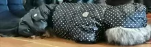 Coat Dogs-Clothing Dot-Pattern Winter Hooded Pet-Dogs New Xl To High-Quality
