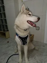 Etiqueta de identificación del perro de Mascota para cachorro y gato, gatito, grabado gratis, Collar para perros, accesorios, etiqueta para perro, tarjeta de identidad personalizada, suministros para mascotas