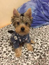 Ropa para mascotas, abrigo estampado bonito para perros pequeños, gatos, Chihuahua, Shih, Tzu, Primavera