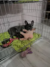 Toys Dog-Toy Puppy-Chew Pet-Training Plush-Sound Squeaky Animal-Shape Fun