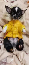 Jacket Bulldog-Clothing Pet-Coat Puppy Dogs Pug Chihuahua French Waterproof Winter Small