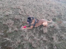 Pet Training Discs-Toys Boomerang Flying Dog Bite-Resistant Small Large for Medium Darts