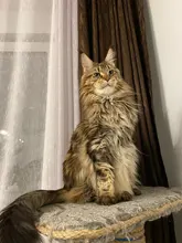 Mizugiwa-porta cartuchos de pistola plegable, 12 carcasas para Rifle, porta cartuchos, funda de munición para Rifle, caza, soporte para balas