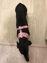 Dog-Harness Leash-Set Pets-Puppy No-Pull Dogs French-Bulldog Small Pug Breathable 