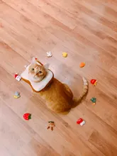 Buy any 3 (10) items get 20% (30%) off! Catnip Cat Toy Cat pillow