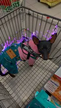 Jeans Clothing Jacket Coat Dog-Costume Puppy Dogs Small Denim Pet Medium for Chihuahua
