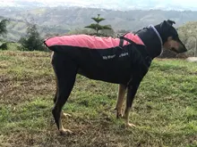 Pet-Dog-Clothes Clothing Walking-Harness Dogs Outdoor Waterproof Large Winter Medium