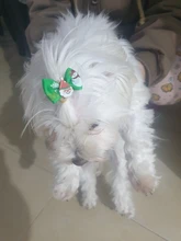 Bows Dog Hair-Bow Grooming Christmas-Dog Elastic-Rubber Cat Pet 10pcs 