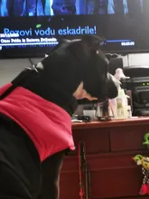 Jacket Yorkshire Terrier Padded-Coat Pet-Dog-Clothes Winter for Pitbull Chihuahua Warm