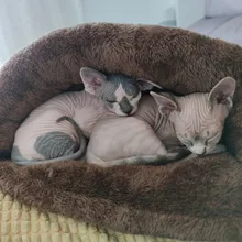 Warm Cat Bed Pet Puppy Cat House Winter Dog Cat Cushion Mat Indoor Basket Cave Kennel