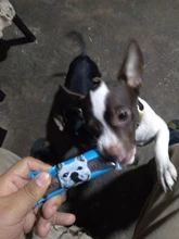 Pet-Accessories Dog-Toys Molar Oral-Deodorant Bones-Shape Tooth-Stick Cleaning Gum Bite