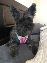 Harness Vest Pet-Products Collar Soft-Lining Walking-Training Reflective Adjustable Small