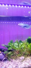 Aquarium-Light Fish-Tank-Lamp Waterproof Submersible LED Plant 110v 220V RGB 19-49CM