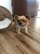 Jacket Vest Puppy-Clothing Pug-Coat Small Dogs Chihuahua Waterproof Winter Teddy Pet-Dog