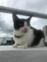 Gato de seguridad para perros y gatos, hebillas de Collar a cuadros con campana, hebilla ajustable, accesorios para cachorros y gatitos