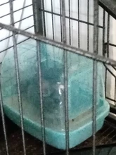 Hedgehog Bath-House Toilet Pets Dust-Bath Chinchilla Shower-Room Small Dry Squirrel Sauna