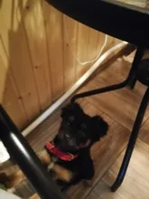 Dog-Collar Dogs Pink Customized Engraved Yorkies Chihuahua for Small