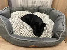 Cushion-Mat Pillow Sofa Pet-Supplies Dog-Bed Puppy-Cat Waterproof DEKO Soft for Cotton