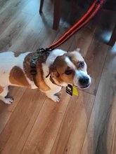 Harness Light-Weight Military-Service Truelove Dog Small Outdoor Tactical Medium Adjustable