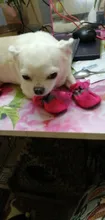 4 unids/set invierno impermeable zapatos para perros Anti-slip lluvia botas de nieve calzado grueso cálido para gatos pequeños cachorro calcetines para perros zapatos