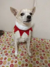 Grooming-Accessories Towel Scarf Necklace Collars Decor Cat Dogs Saliva Adjustable Plush