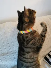 Collar que elimina pulgas y garrapatas para perros y gatos, repelente de mosquitos e insectos, Collar para gatos de pulga y garrapata de hasta 8 meses