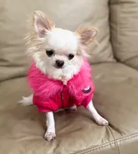 New Arrival Noble Pet Dogs Winter Vest Coat Fur Collar Russia Classic Dogs Clothing Soft