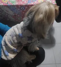 Abrigos para gato y cachorro de dibujos animados, chaqueta de lana cálida para perros pequeños, ropa de Chihuahua, ropa de Yorkshire, Otoño e Invierno