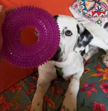 Chew Toy Ball Pet-Toy Rubber Dogs Sound Training Bite-Proof Squeak Funny Large for Big