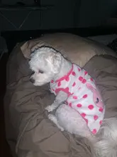 Puppy-Vest-Clothing Dog-Coat French Bulldog Pawstrip Fleece Chihuahua Winter Cotton Warm