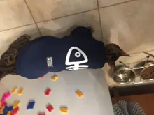 Invierno ropa para gato mascotas ropa de cachorros y perros sudaderas con capucha para pequeño mediano perros gato gatito Kitty trajes gatos abrigos chaquetas trajes