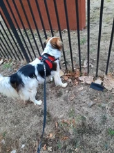 Adjustable Harness Pets-Accessories Dog-Vest Reflective-Dog Walk-Out Soft 