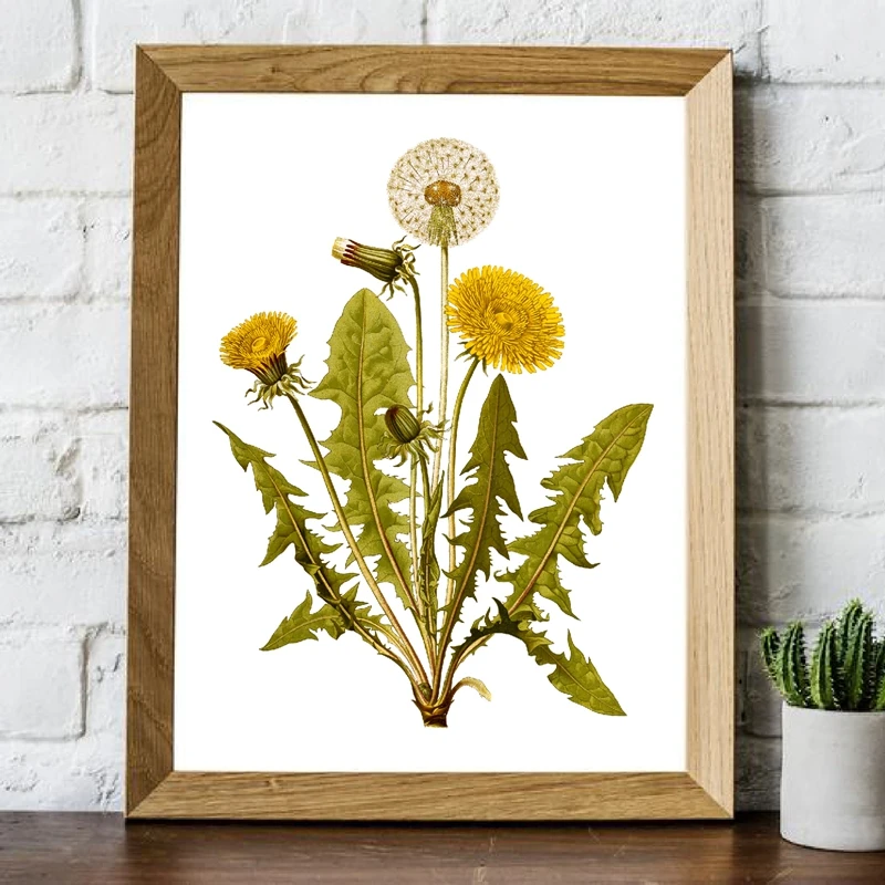 Botanical Illustration Wall Art Prints