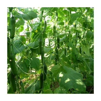 

KAFKAS F1 Hıyar Tohumu (Sera) 500 Adet