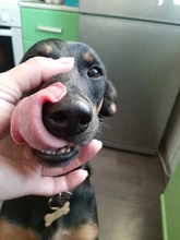 Tag-Collar Pet-Accessories Engraved Pendant-Bone Puppy Dog Pet-Id Customized Name-Number