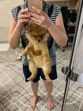 Transportador de mascotas para perros, malla para perros, productos de viaje para exterior, bolsas transpirables con asas para hombros para perros pequeños