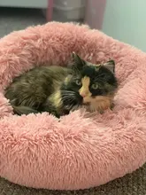 Dog-Bed House Sofa Cushion Cat-Mat Pet Labradors Round Plush Large for Best Wholesale