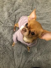 Cute Pet Dog Clothes Puppy sweater T-shirt Shirt Cute Rainbow printing Pajamas Cat 