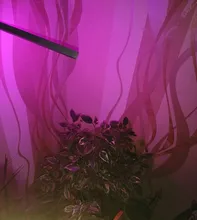 Grow-Lamp Sunlight Imitating Young-Plants Uv-Growing Full-Spectrum Indoor LED DC 5V 3W