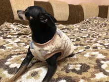 Ropa de lana para perros, ropa para perros pequeños, disfraz de gatos domésticos, traje para Chihuahua, abrigo cálido para invierno