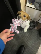 Pet-Toys Cleaning-Rope Puppy Chew Small Dog Animals-Shape Funny Teeth Cotton for Big