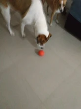 HOOPET Perro Pelota de Goma Juguete Mordedura-resistente Perros Pitbull Cachorro de Peluche Alimentos Para Mascotas