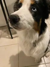 Dog-Id-Tags Puppy-Tag Pet-Collar-Tags Engraved Dog-Lovers Personalized Anti-Lost 